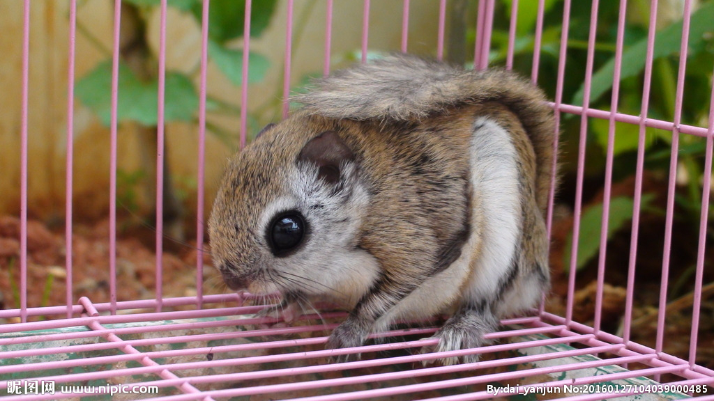 会滑翔的小飞鼠