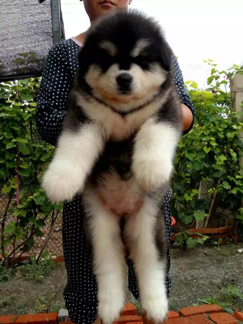 精品巨型阿拉斯加幼犬待售 血统纯正 保质保健康