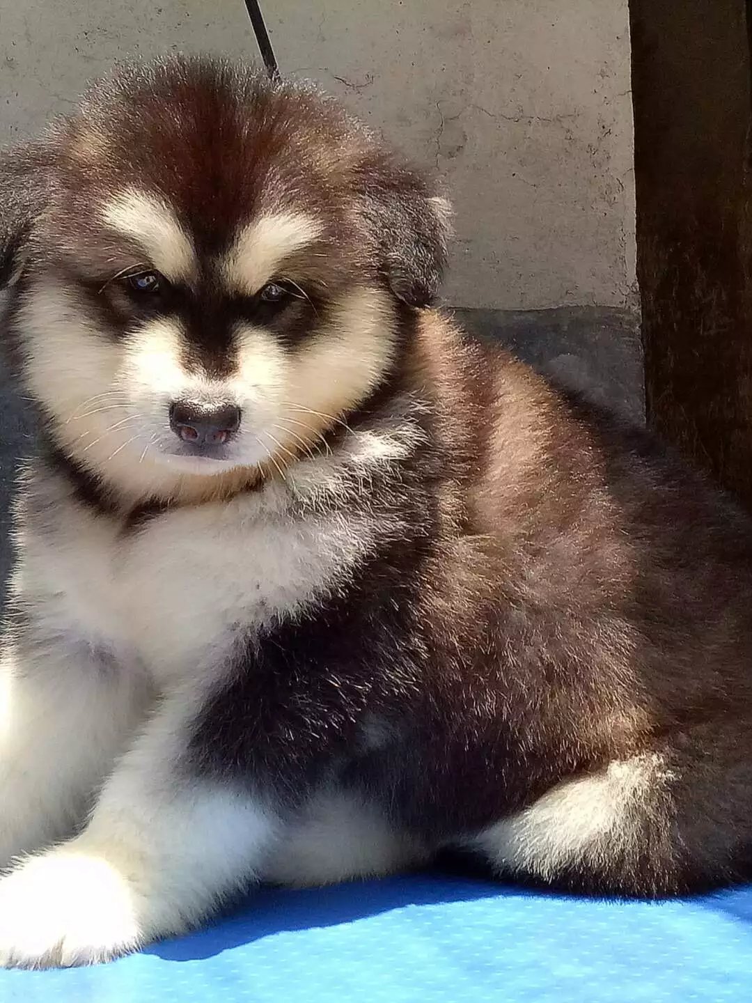 长沙热卖高品质桃脸和十字脸阿拉斯加公母宝宝 血统纯种