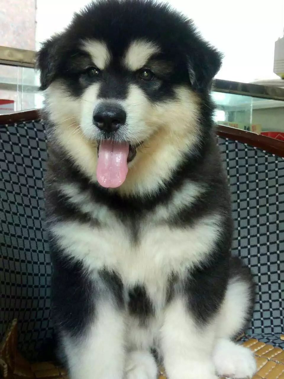 [湖南省长沙]长沙哪里能买到纯种阿拉斯加桃脸十字阿拉斯加_爱宠集市