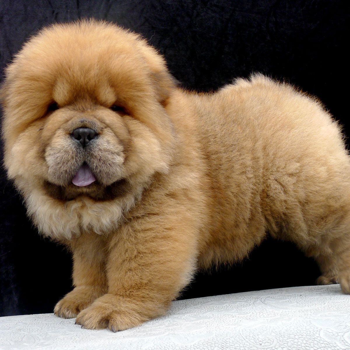 出售松狮犬 松狮幼犬 贵州松狮犬出售 包健康