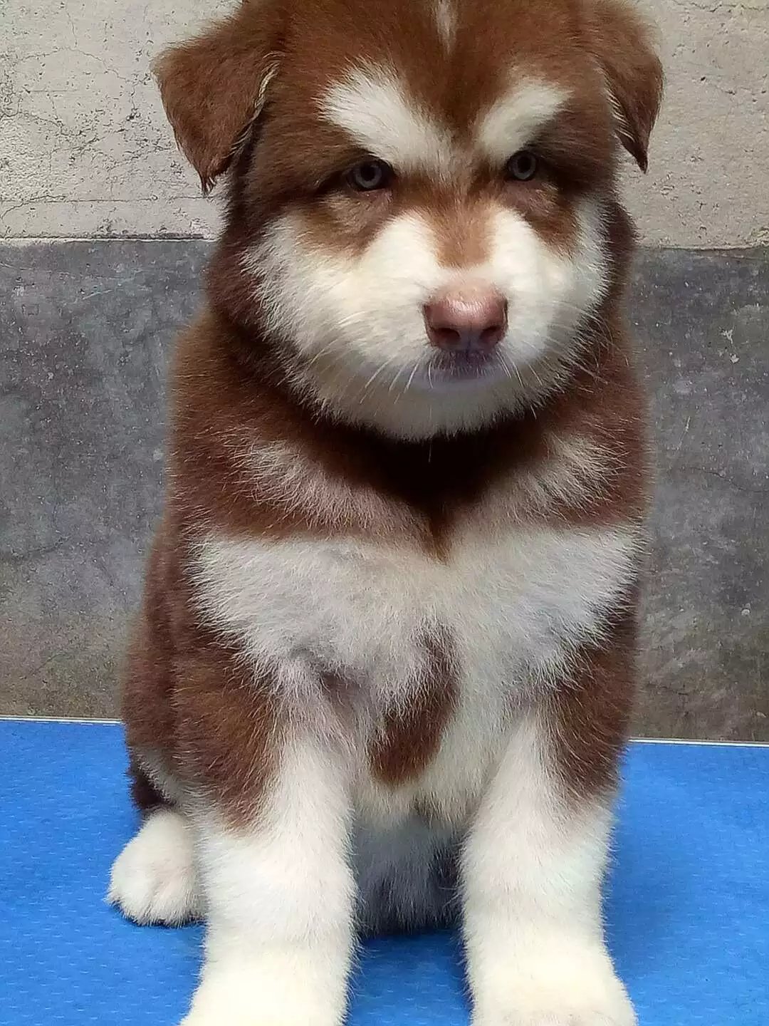 [湖南省长沙]长沙哪里能买到纯种阿拉斯加桃脸十字阿拉斯加_爱宠集市