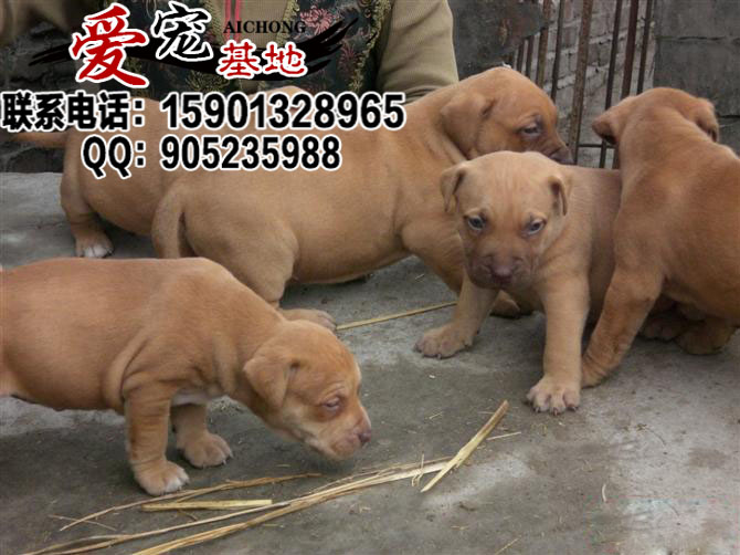 出售纯种比特犬 比特幼犬多少钱一只