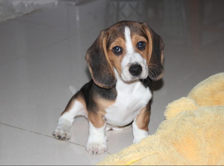 [江苏省苏州]自家繁殖的一窝比格幼犬 价可以优惠 只求善待_爱宠集市