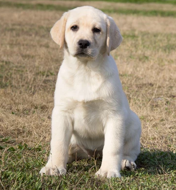工作加宠物犬的赛级拉布拉多找新主人