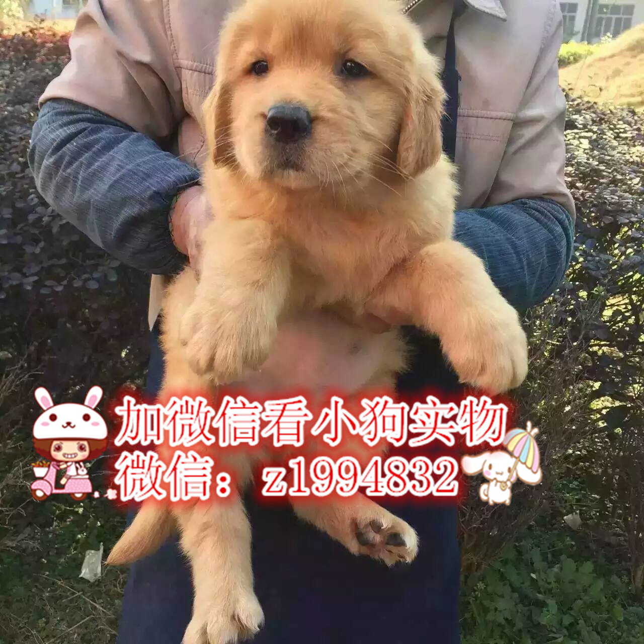 狗场出售健康纯种大头金毛幼犬多只可选 可签质保