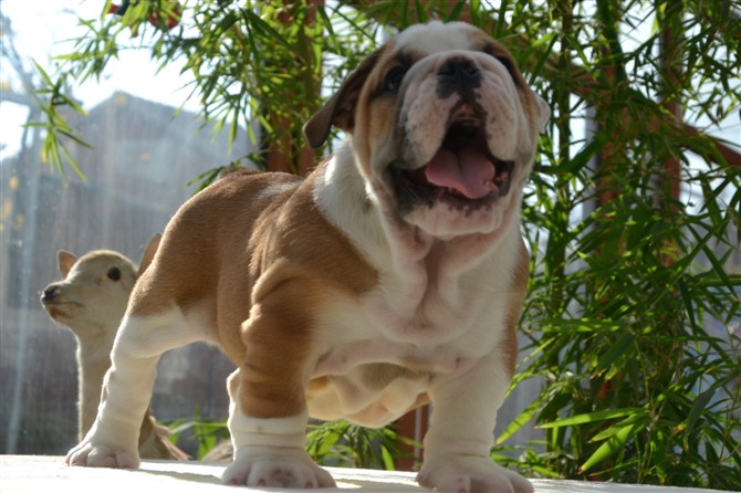 纯种英国斗牛犬 免疫均已做完 签订售后合同