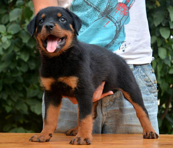 纯种德系罗威纳幼犬 专业繁殖高品质罗威纳 名犬罗威纳