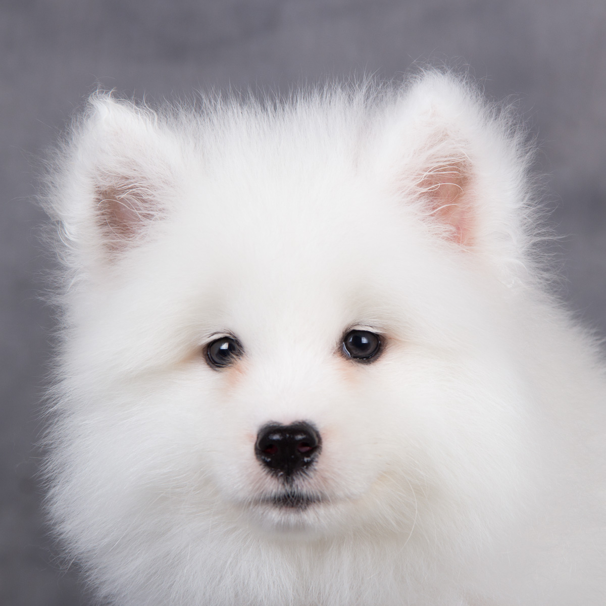 上海出售纯正 白魔法血系奥版萨摩耶宝宝 包纯种