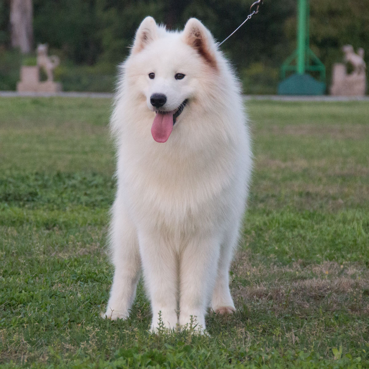 天津犬舍繁殖高品质萨摩耶犬 包纯种健康 签协议 30天包换