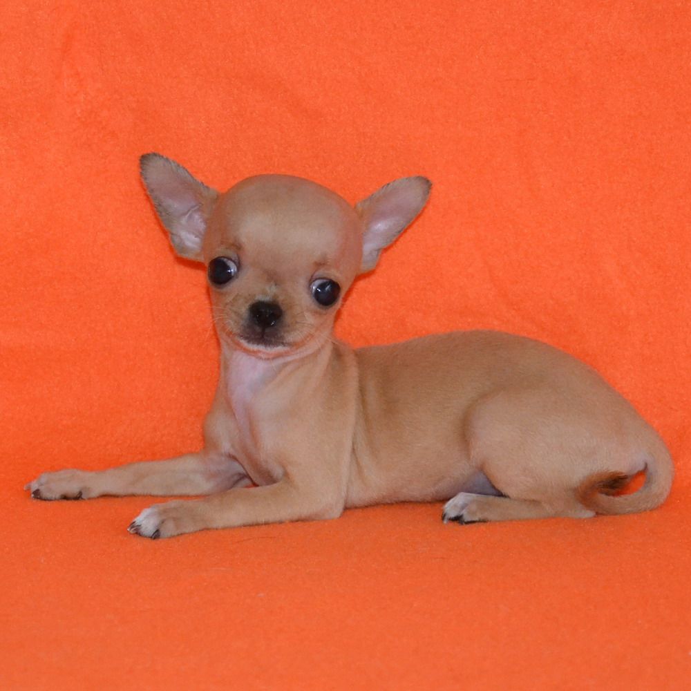 苹果头 墨西哥吉娃娃犬 颜色齐全 保健康