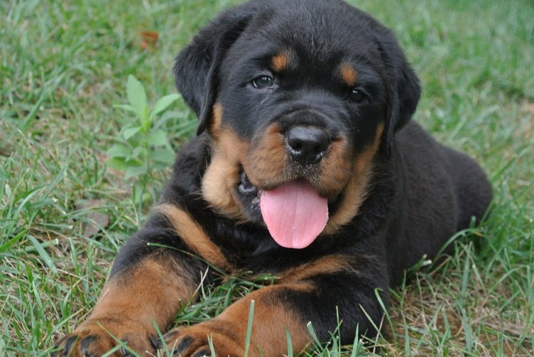 纯种罗威纳幼犬 专业繁殖德系罗威纳 欢迎上门挑选