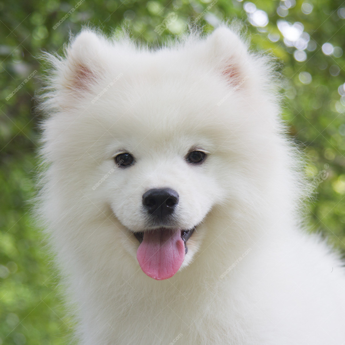 天津犬舍繁殖高品质萨摩耶犬 包纯种健康 签协议 30天包换