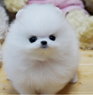 上海哈多利俊介博美 方体爆毛短嘴 终身保纯种健康签