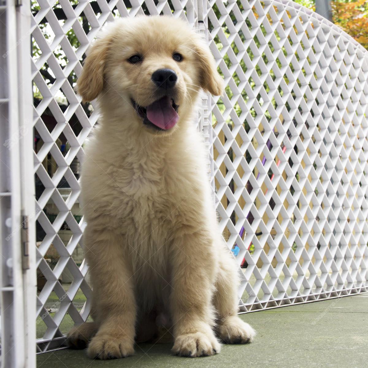 犬舍诚信出售高品质纯种健康金毛犬 各类宠物狗 可上门挑选