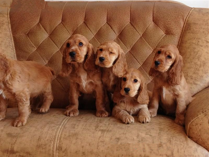 四川达州精品可卡犬 证书齐全 血统纯正 送用品签协议