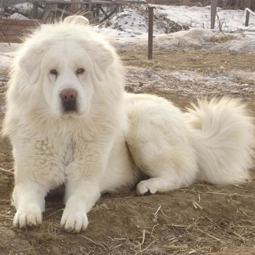 高贵气质王者风范纯种藏獒幼獒多窝可挑选