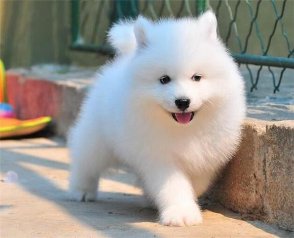 北京最大萨摩养殖基地 带证书带芯片 购买签订活体协议