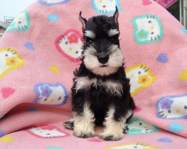 纯种雪纳瑞幼犬 广州雪纳瑞繁殖基地 全国可发货