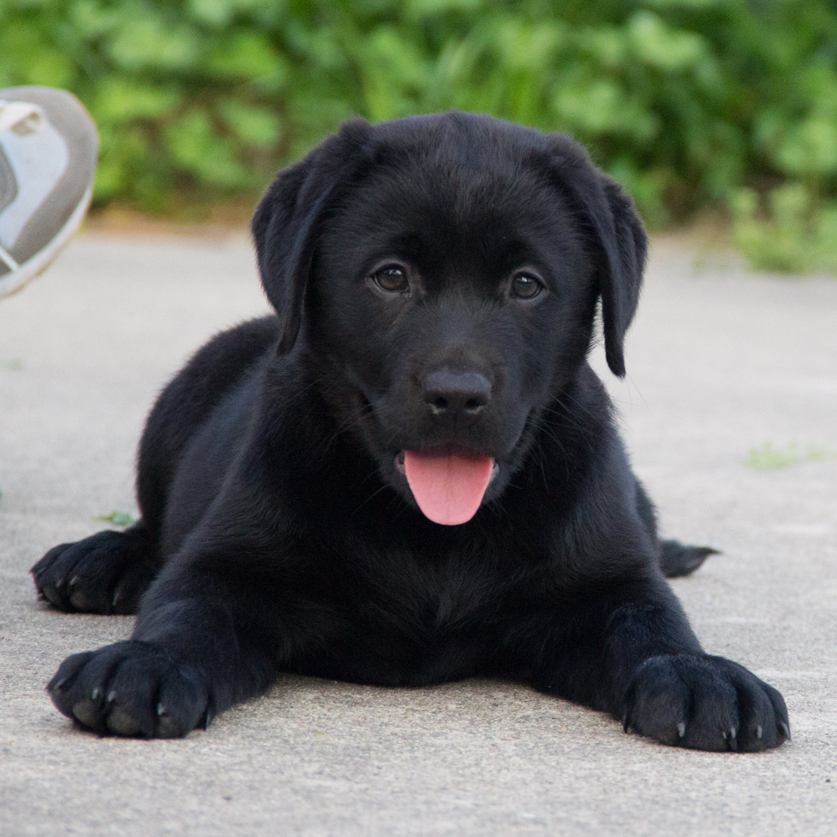 天津拉布拉多犬 纯种犬 健康犬 签协议 终生质保