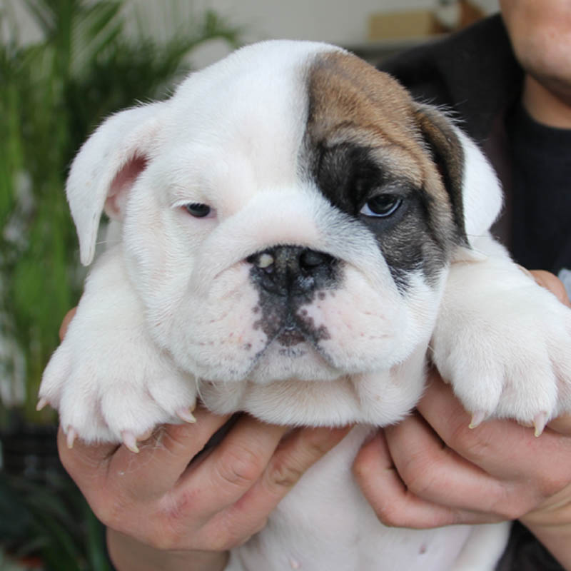 [上海闵行区]上海犬舍直销英斗犬 公母都有 疫苗已