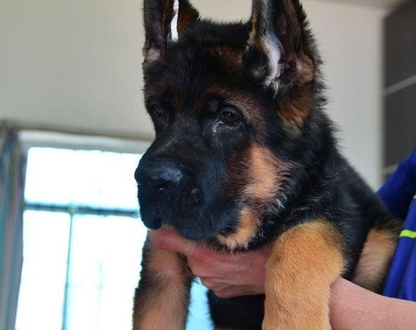 北京锤系德牧 赛级德牧 待售 北京免费送货 来场可优惠