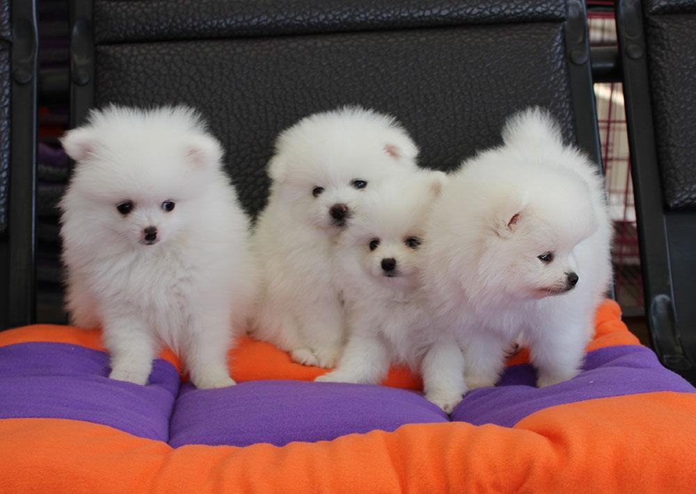 博美幼犬 纯种哈多利博美 纯种球体博美 保健康