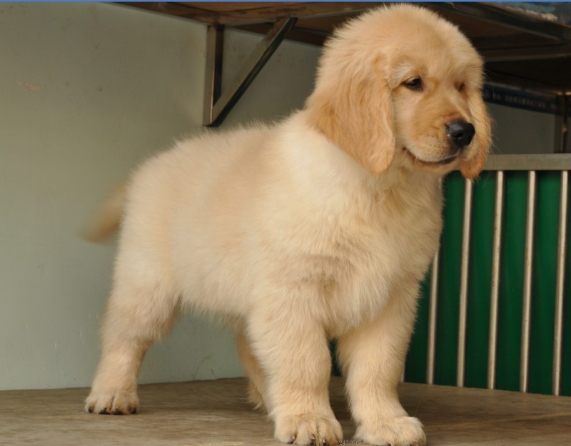 赛级金毛 黄金色金毛犬 北京送货上门挑选 北京传奇犬业