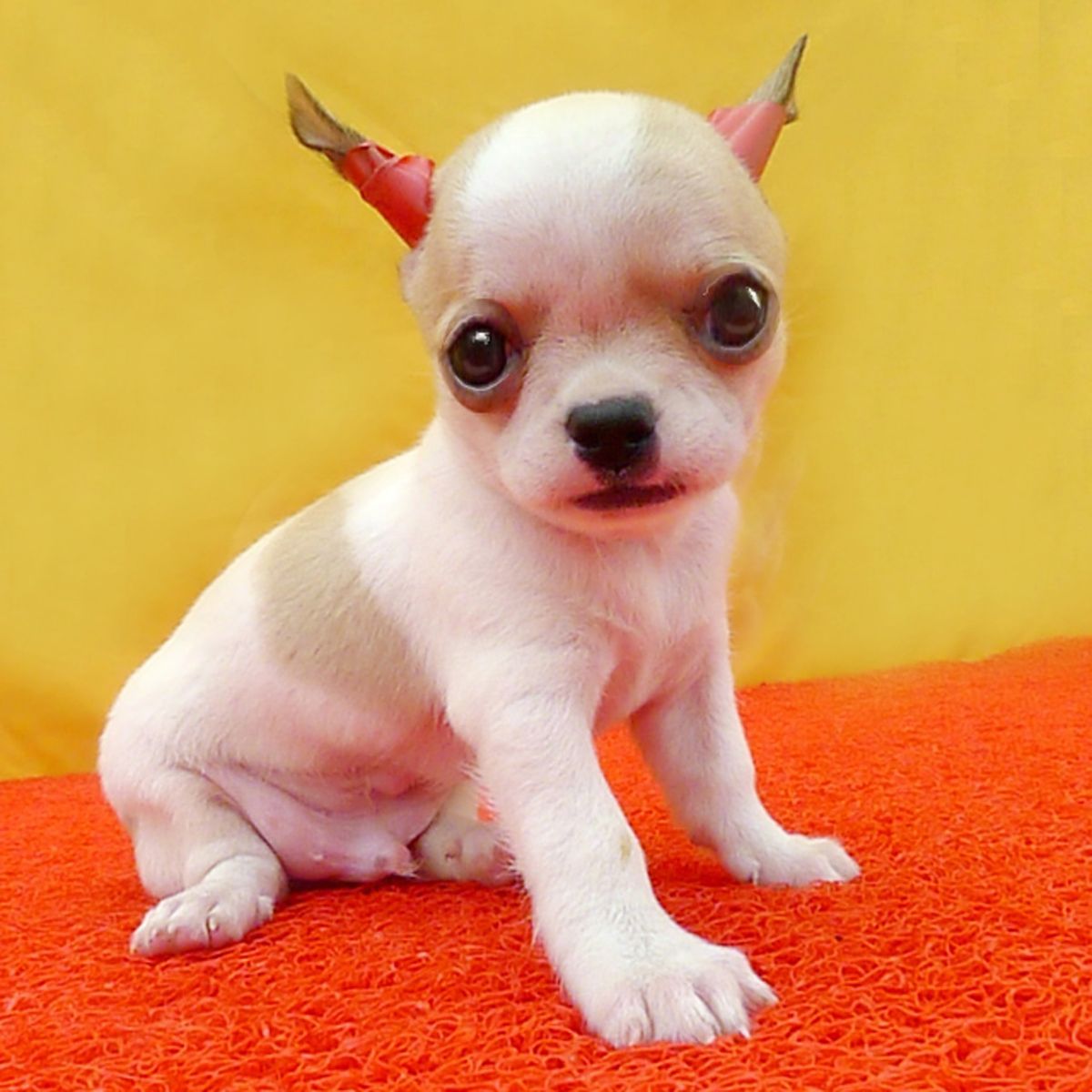 天津河东家养纯种吉娃娃犬 包健康 可上门挑选