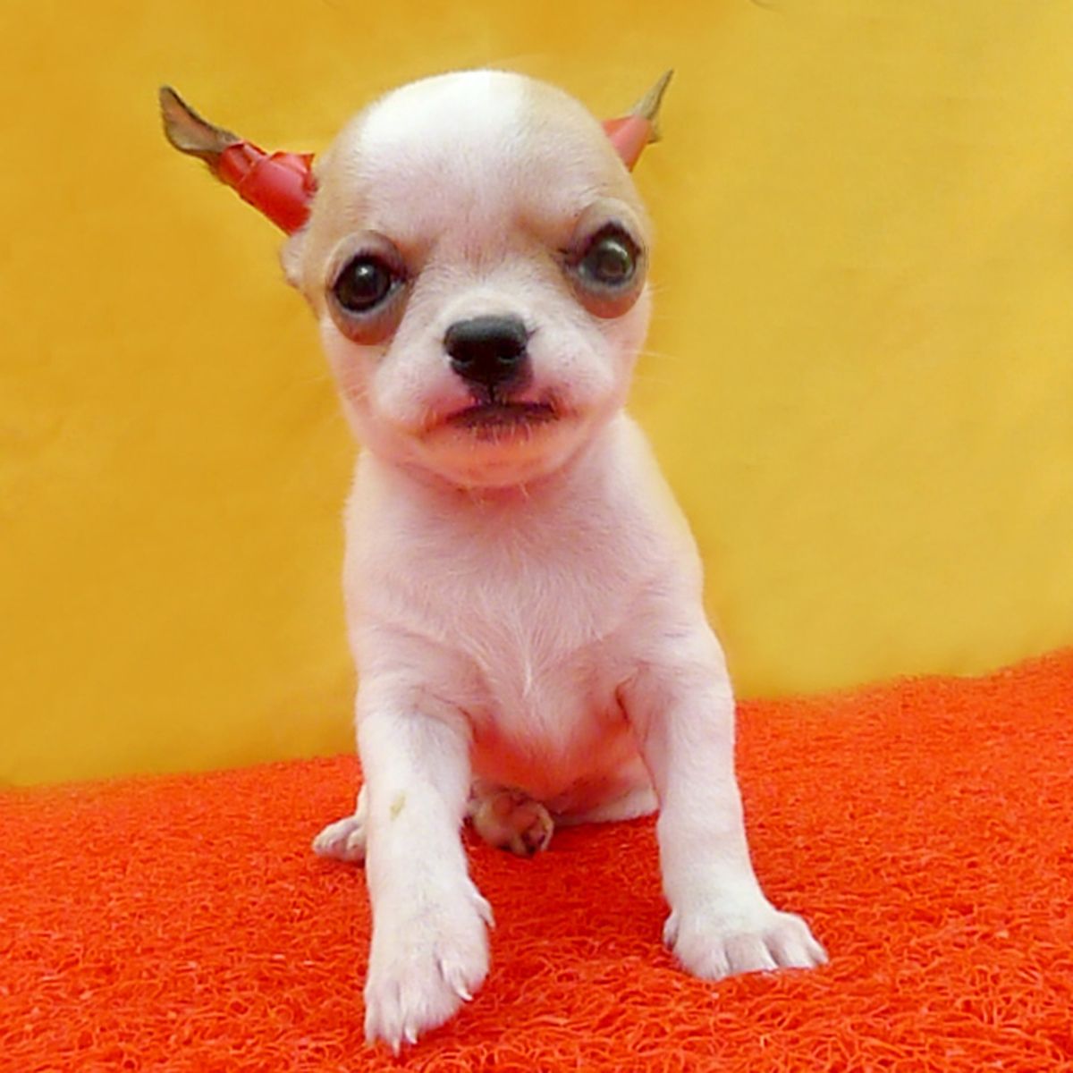 天津河东家养纯种吉娃娃犬 包健康 可上门挑选