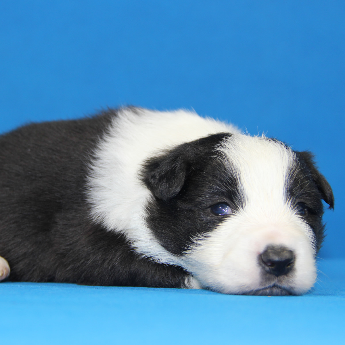 [天津南开区]天津正规犬舍繁殖纯种 赛级边境牧羊犬