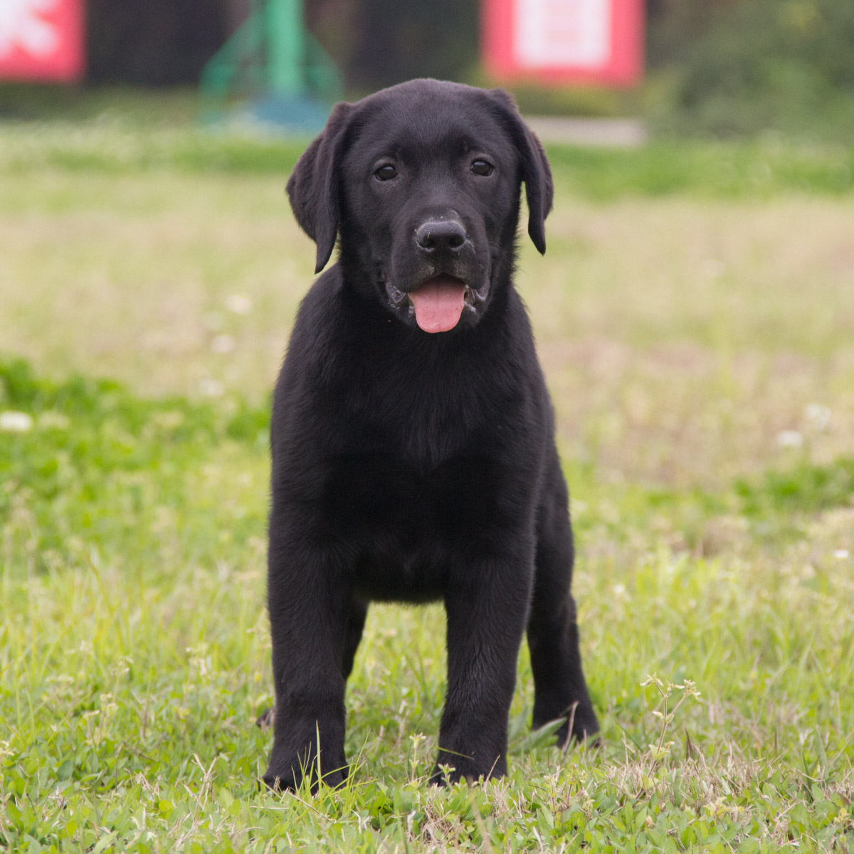兰州自家繁殖纯血统拉布拉多犬 包养活 全国包配送