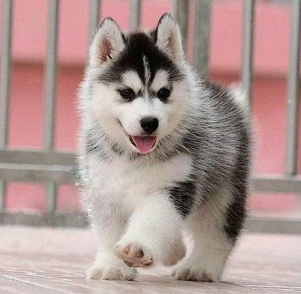 武汉本地狗场出售哈士奇犬 疫苗齐全 保健康半年