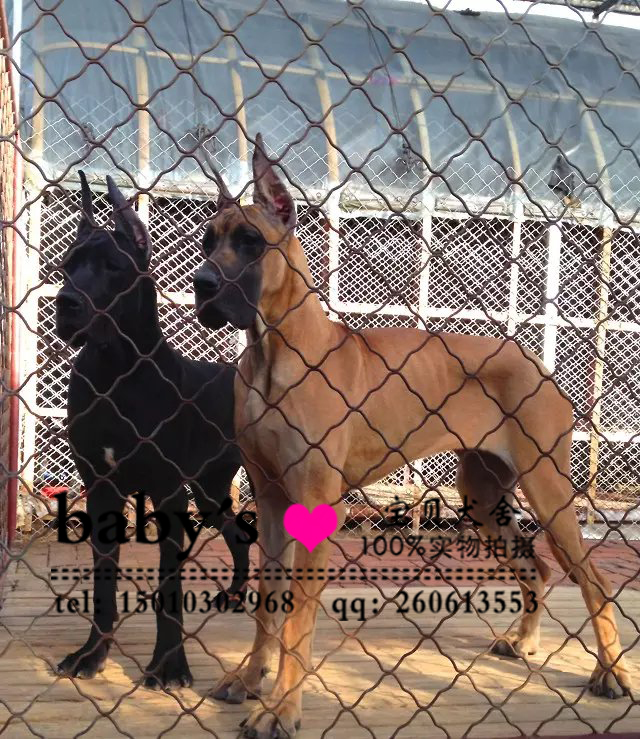 北京大丹犬 出售大丹犬纯种 北京大丹犬价格