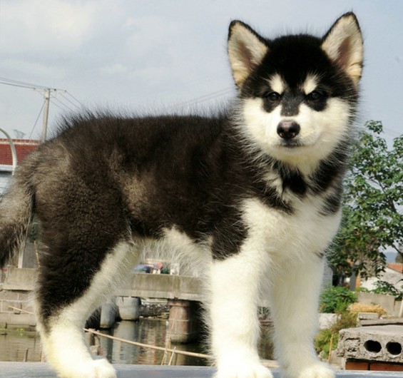 四川省宠物狗 阿拉斯加雪橇犬 微信/电话:15140223475  qq