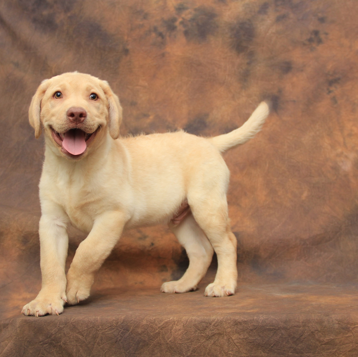 无锡出售家养纯血统拉布拉多犬 品相佳全国发货 可上门挑选