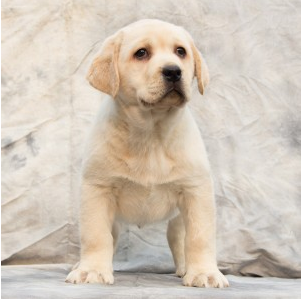 广东繁殖高品质拉布拉多导盲犬 温顺高智商 可签协议包养活