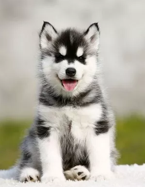 粤莱犬舍出售纯种赛级哈士奇 包健康现场检测