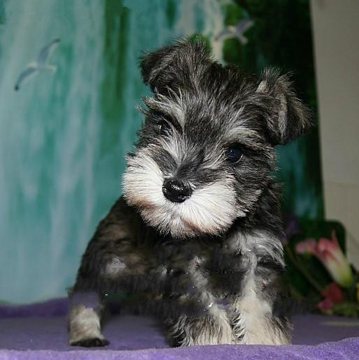 苏州出售家养纯血统雪纳瑞犬 品相佳 骨架毛色好