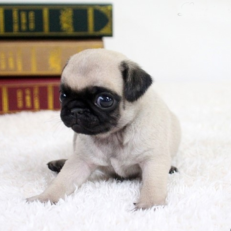 广东省宠物狗 巴哥犬  温莎国际名犬俱乐部---是目前亚洲地区最大的