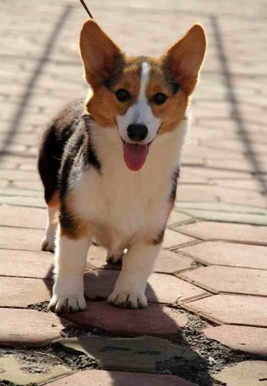 正规犬舍繁殖出售精品柯基犬包健康纯种疫苗齐全