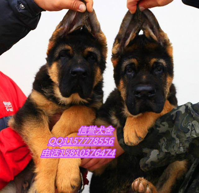 北京信誉犬舍直销大头黑脸垂系德牧幼犬北京德牧行情