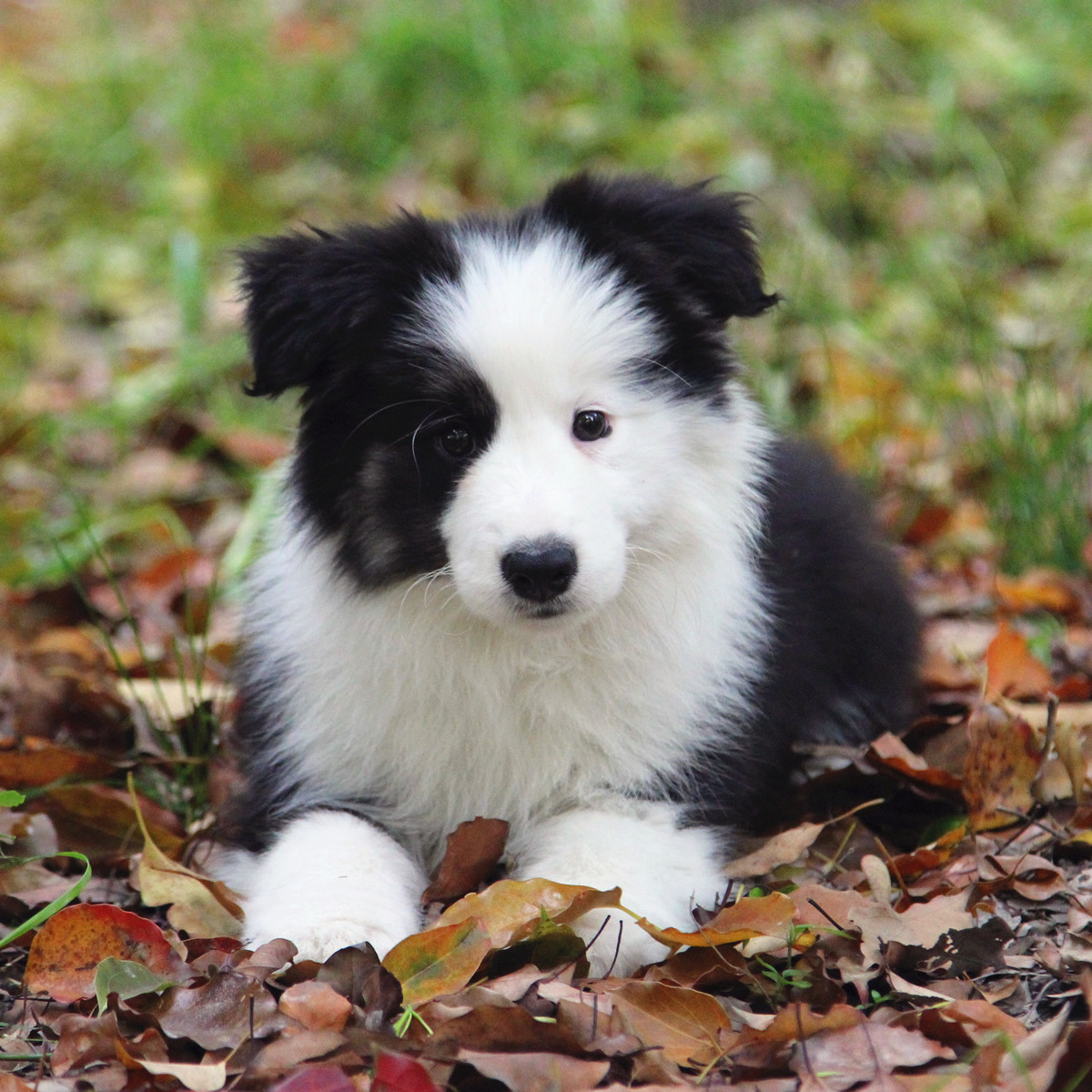 无锡出售家养边境牧羊犬 品相完美 价格满意 质保签协议