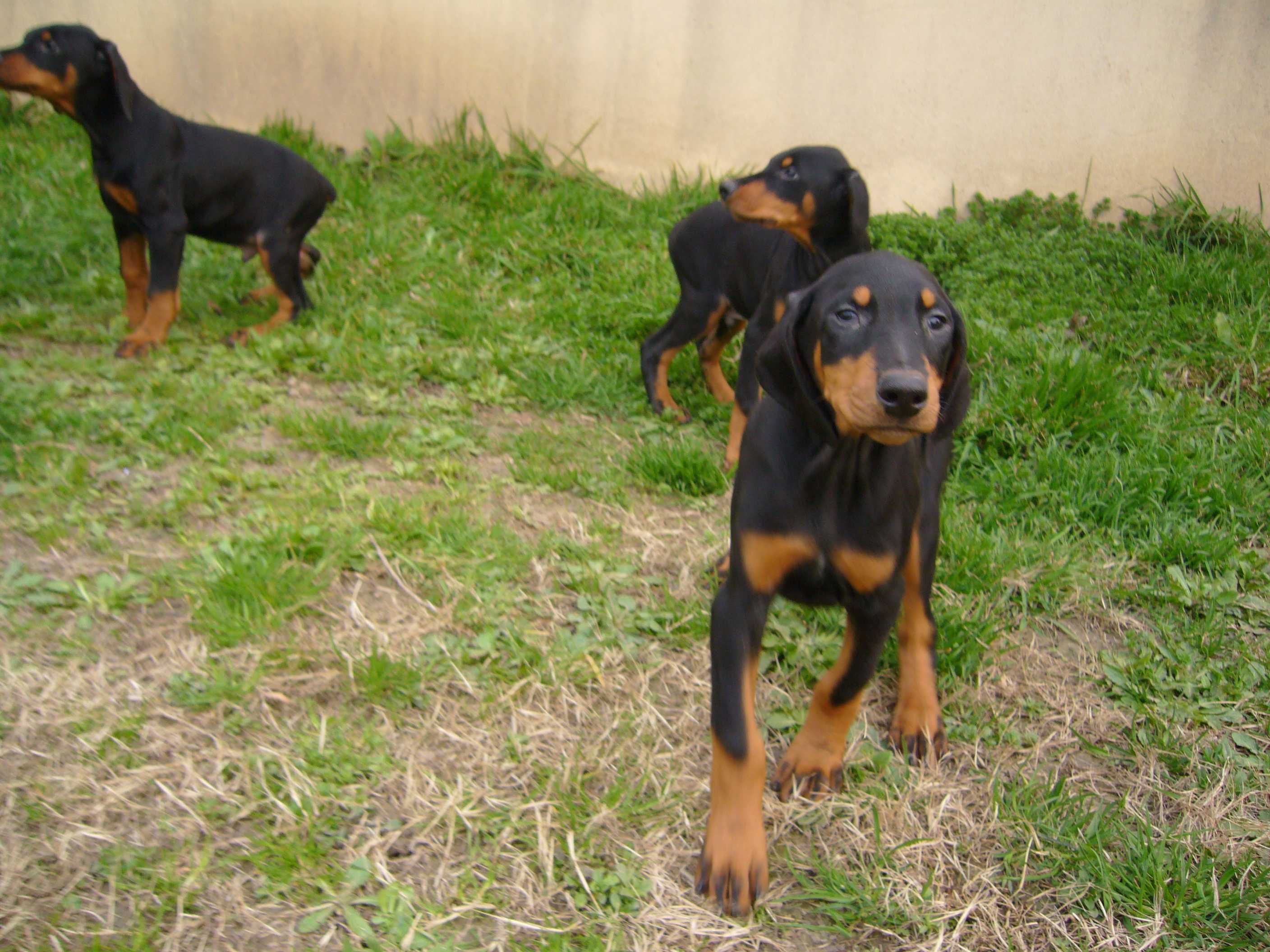 青海哪里有杜宾犬 保证纯种血统纯正 签协议常年销售