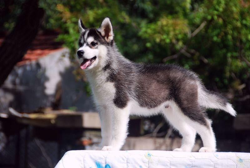 国际血统认证 赛级哈士奇火热出售中