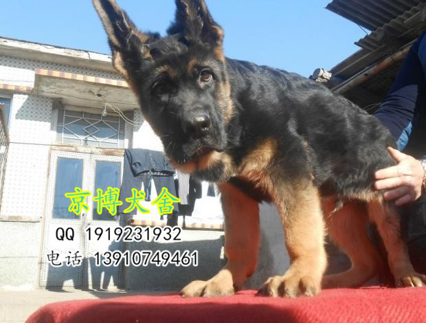 纯种德国牧羊犬出售 大头黑脸德牧犬 北京京博犬舍