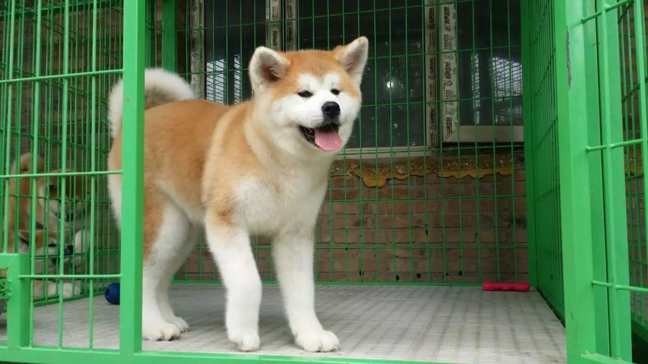 长沙哪里有秋田出售长沙哪里可以买到秋田多少钱一只