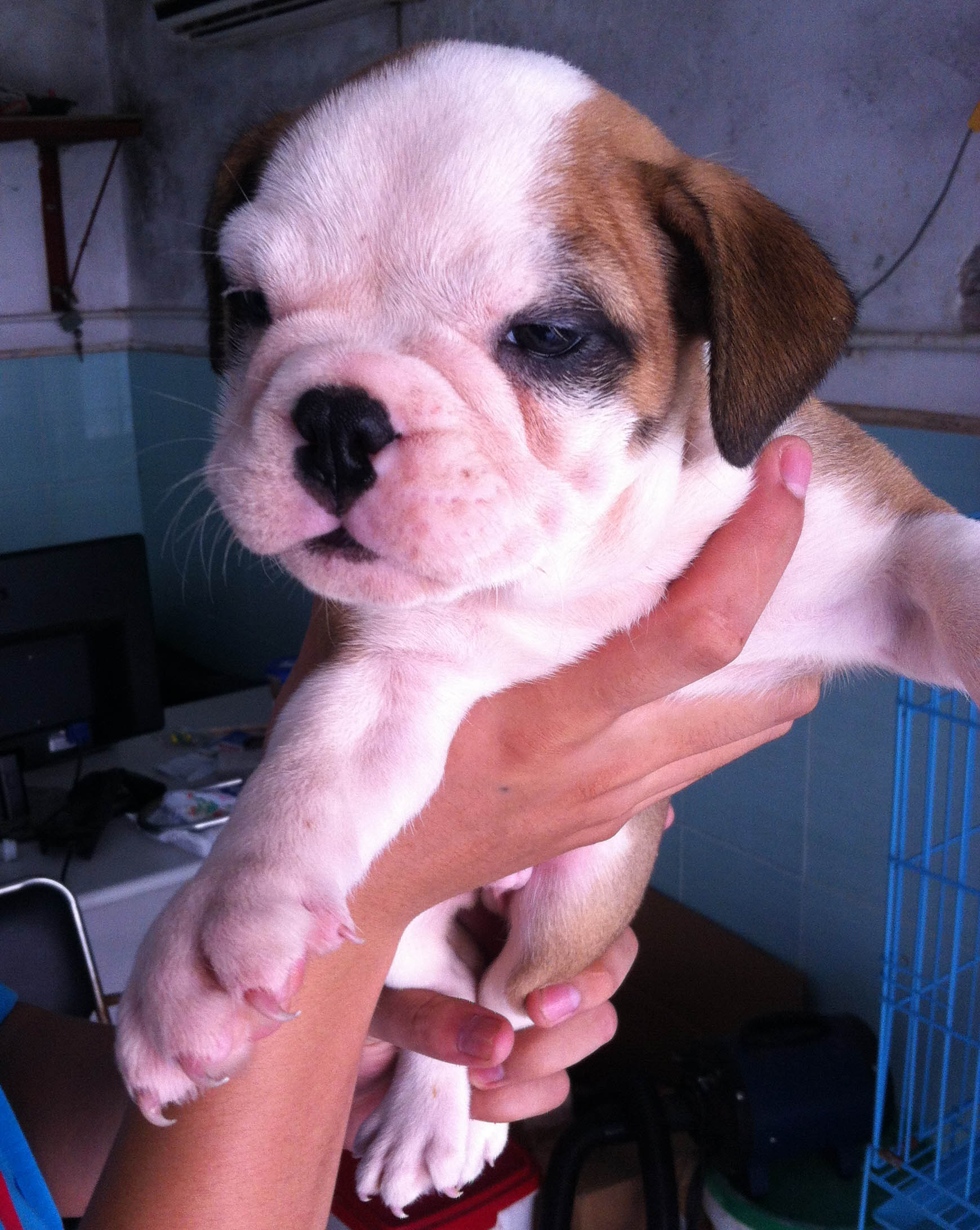 甘肃顶级高气质英牛宝宝待售中 憨厚体型 赛级血统