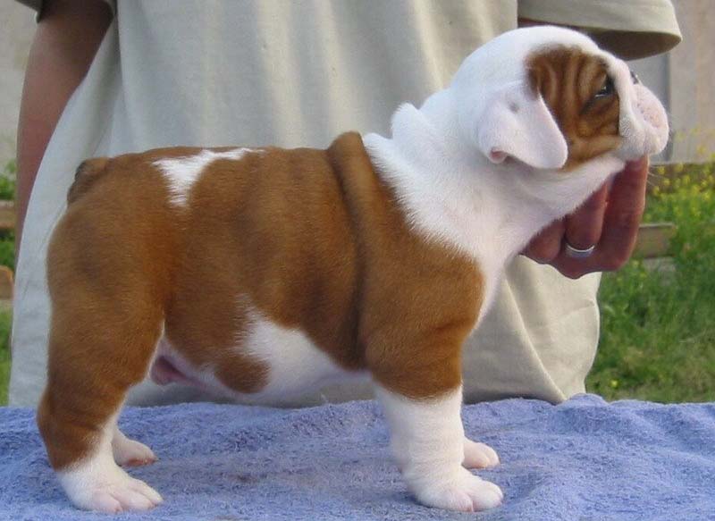 [广西南宁]南宁出售精品纯血统英斗犬 纯种健康质保