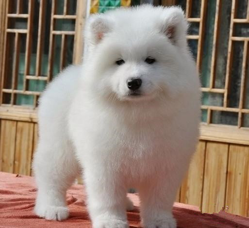 纯种萨摩耶犬出售 纯种萨摩耶 北京哪里有萨摩耶